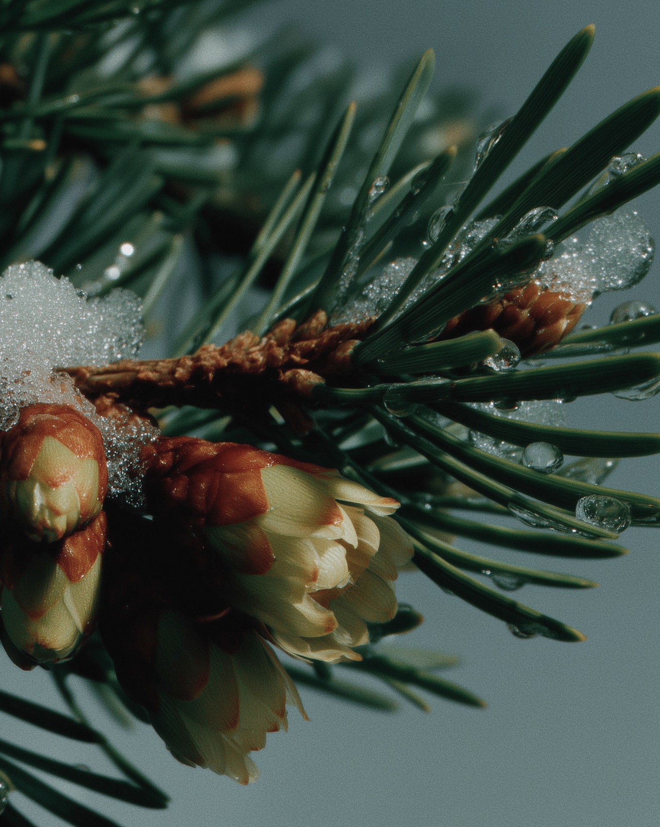 PINE FOREST - Image 2